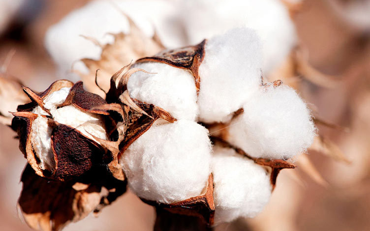 2 how is cotton grown and processed