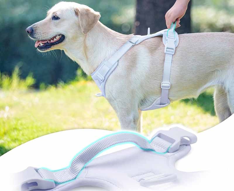 2.how to choose the right harness for your dog