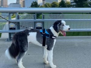 0 types of dog harnesses designs, uses & how to choose