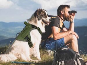 0 how to make a dog harness a safe, practical guide