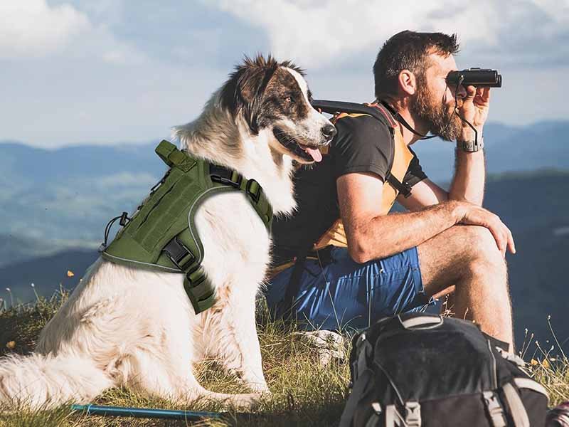 0 how to make a dog harness a safe, practical guide